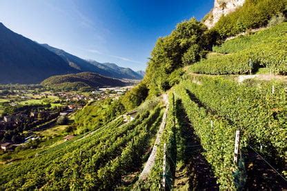 Valtellina Wine Trail Corsa Tra I Terrazzamenti Valtellinesi