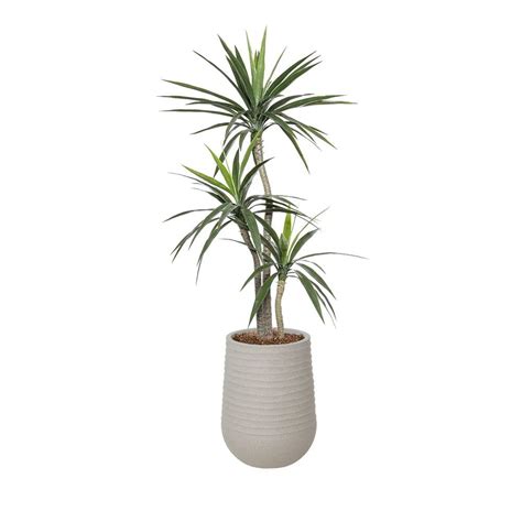 Yucca Artificiel Ext Rieur En Pot Beige Fini Terrazzo Gris