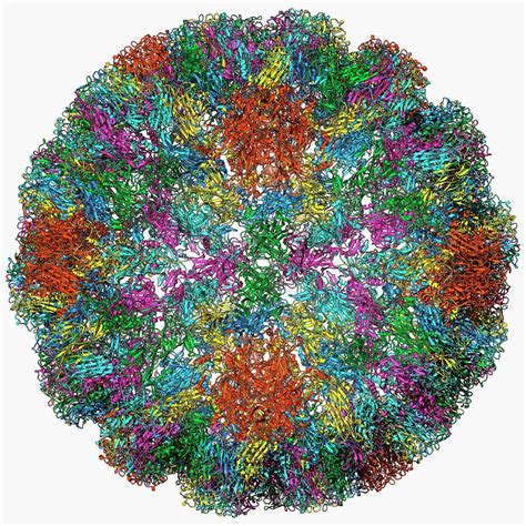 Sv Virus Capsid Photograph By Laguna Design Science Photo Library