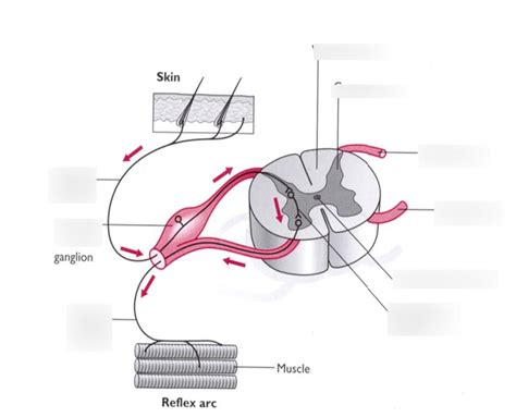 The Vertebrae The Spinal Cord And The Reflex Arc Anjung