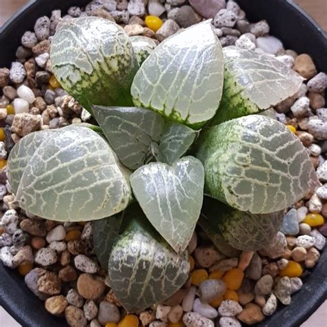 Pin By 가야인 이춘재 On Haworthia Of Mines Small Succulent Plants Planting