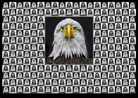 Bald Eagle Photograph By Adrian Campfield Pixels