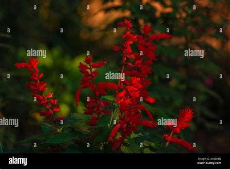 Salvia Coccinea Flowers Beautiful Red Splendens Scarlet Sage Blooming