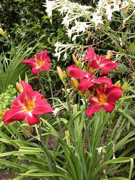 Plantfiles Pictures Daylily Red Volunteer Hemerocallis By Melody