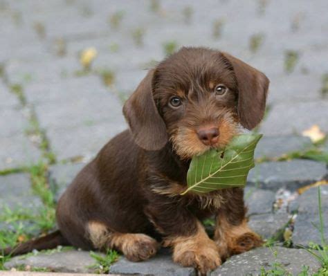 44 Chocolate Dachshunds ideas | chocolate dachshund, dachshund ...