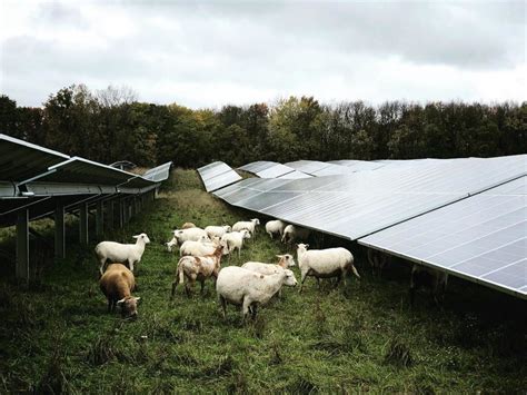 Solar Grazing Livestock As Landscapers At Utility Scale Solar Arrays