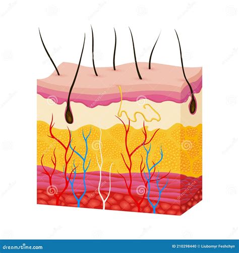 Skin Anatomy Human Body Skin Vector Illustration With Parts Vein