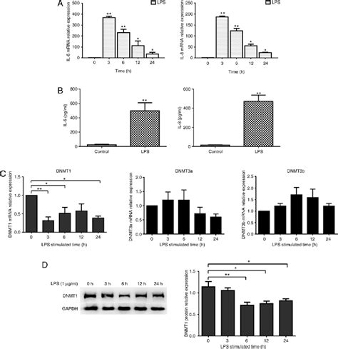 Figure 1 From Dna Methyltransferase Dnmt1 Inhibits Lipopolysaccharide