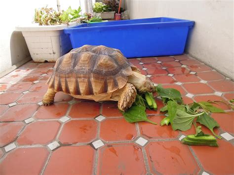 蘇卡達象龜 Geochelone Sulcata 幼龜與亞成 龜類圖鑑資料區