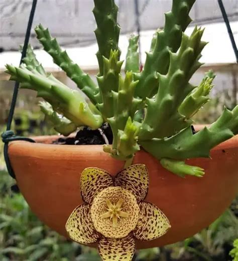 Orbea Variegata Succulent Guide