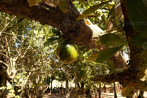 Calabash Tree Fruit 29939566 Stock Photo at Vecteezy