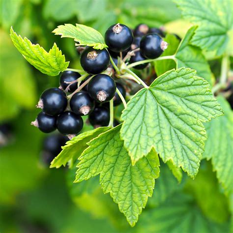 cassis  replacer creative formulas