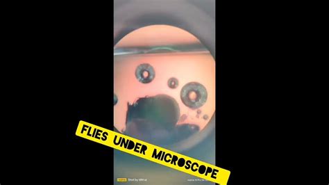 Files Under Microscope Youtube