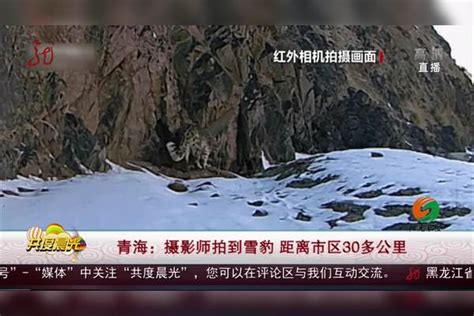 青海：摄影师拍到雪豹 距离市区30多公里