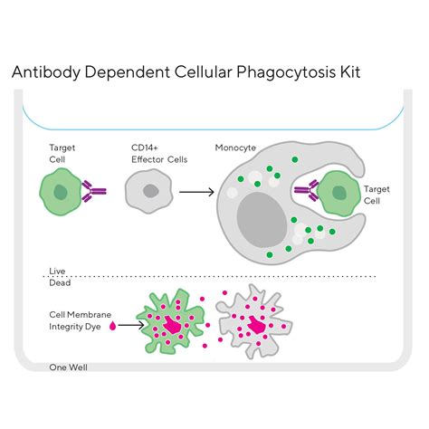 Antibody Dependent Cellular Phagocytosis Sartorius