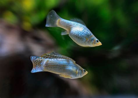 Rare Molly Fish Colors