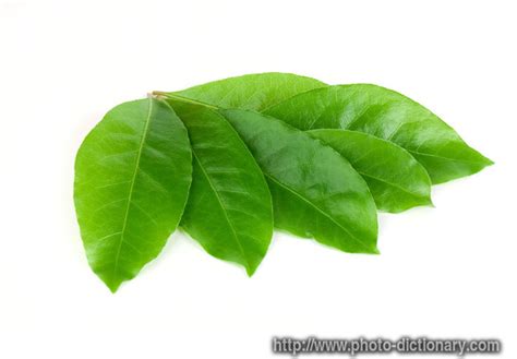 laurel leaves - photo/picture definition at Photo Dictionary - laurel ...