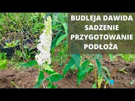 BUDLEJA DAWIDA jak posadzić kiedy sadzić budleję dawida YouTube