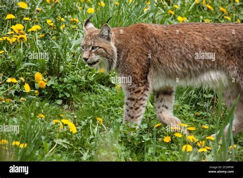 Eurasian Lynx Lynx Lynx Stock Photo Alamy