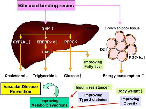 Beyond Cholesterol Lowering Pleiotropic Effects Of Bile Acid Binding