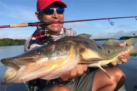 Peixe Panga características reprodução e onde encontrar