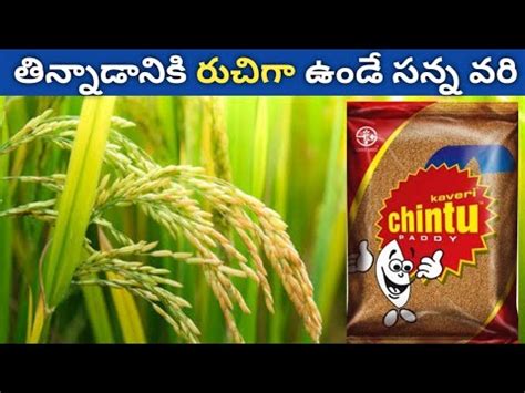 Kaveri Chintu Paddy Seeds Kaveri Rice Seeds Agri Mentor YouTube