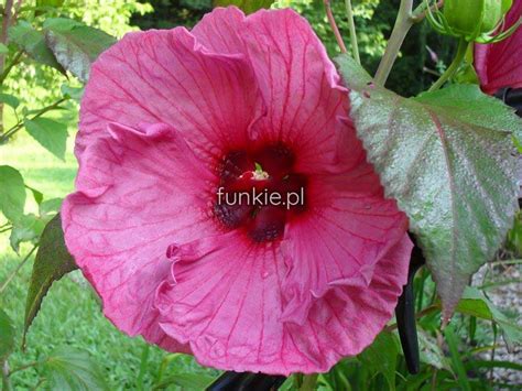 Hibiskus bylinowy Hibiscus Plum Crazy sadzonka cena 14zł