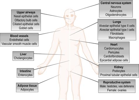 Frontiers Pathogenesis Of Multiple Organ Injury In Covid And