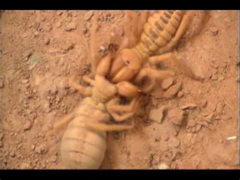 camel spider fight - YouTube