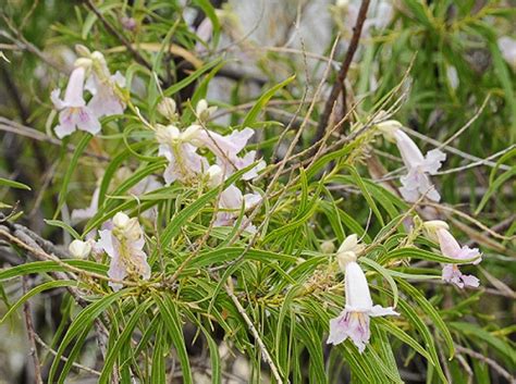 Chilopsis linearis