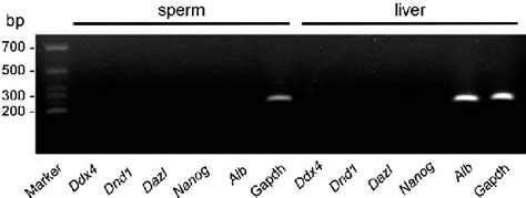 Figure 4 From The Putative Promoters Of Germ Cell Specific Genes And Nanog Are Hypomethylated In