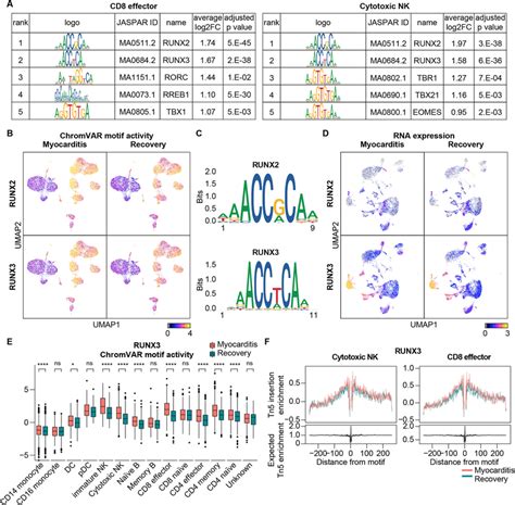 Runx Transcriptional Activity Is Upregulated In The Diverse Immune