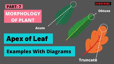 Apex Of Leaf Different Types Of Leaves On The Basis Of Apex Structure