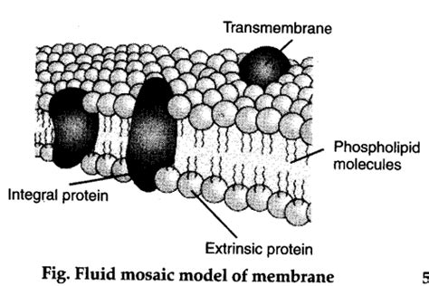 Fluid Mosaic Model Diagram And Explanation The Fluid Mo