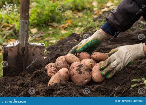 Farmer Hands Harvesting Organic Potatoes Harvest In Garden Stock Photo