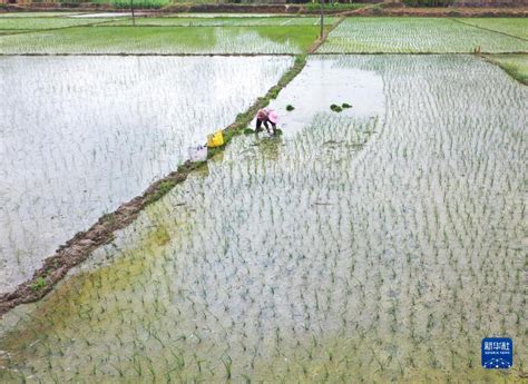 China Daily On Twitter Local Villagers Are Busy Planting Late Rice To