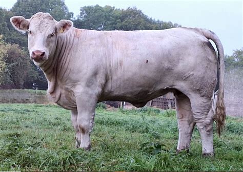 Maiden Heifer Makes At Goldstar Charolais Sale Agriland Ie