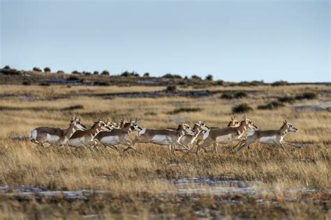 Pronghorn Restoration And Translocation Texas Parks And Wildlife