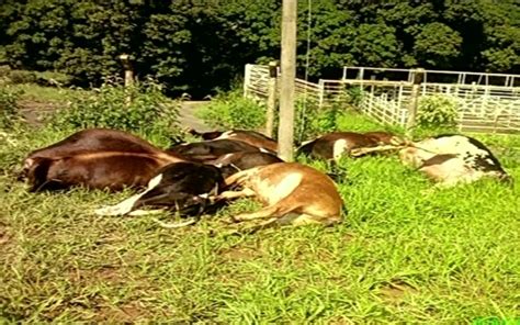 Fio de alta tensão cai em pasto e mata 15 vacas em fazenda de Novo Gama