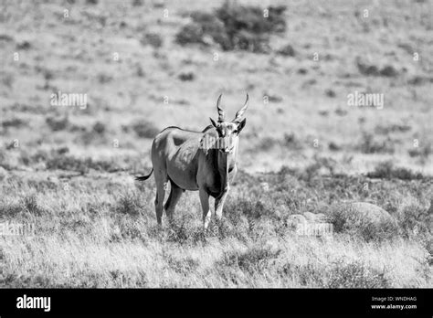 Eland Antelope In Southern African Savanna Stock Photo Alamy