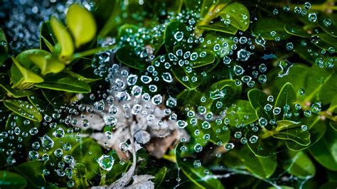 Water Drops Leaves Green Blur Macro Wallpaper Blur Background 4k Hd