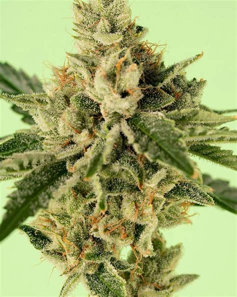 White Fire Og Strain Information Royal King Seeds Feminized