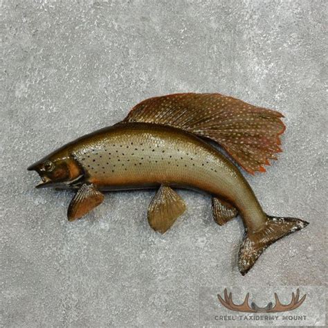 17 Arctic Grayling Taxidermy Fish Mount For Sale Creel Taxidermy