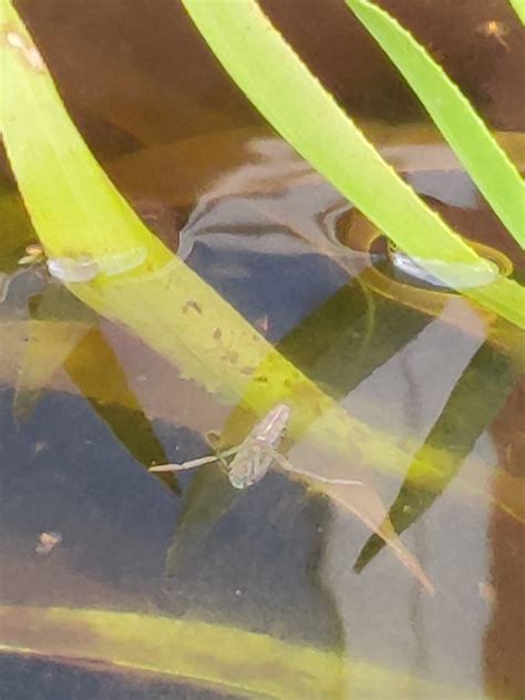 Milky Backswimmers from Skørping 9520 Skørping Danmark on August 25