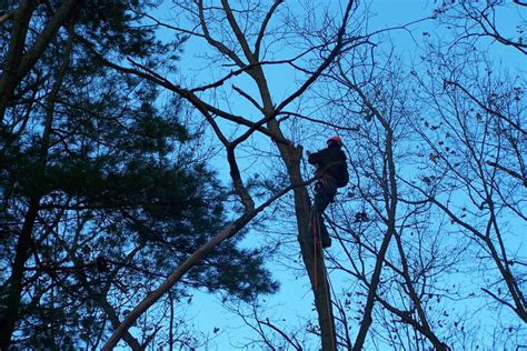 Can I Legally Trim Overhanging Branches From My Neighbors Yard