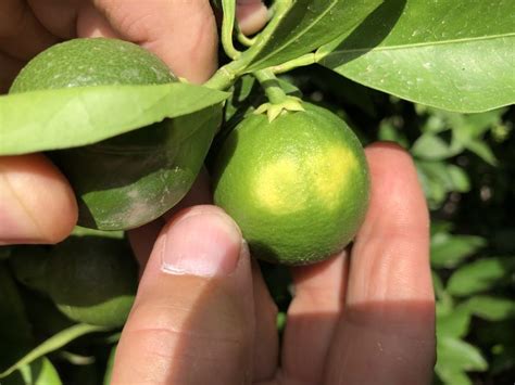 Insecticidas Para Acabar Con La Ara A Roja Mosca De La Fruta Y Trips