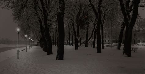 Free Images Tree Forest Branch Snow Cold Black And White Fog