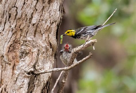 Top Audubon Stories of 2022: Audubon is Local Everywhere | Audubon