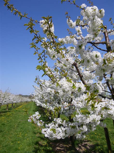 Immagini Belle Natura Ramo Fiorire Bianca Fioritura Cibo