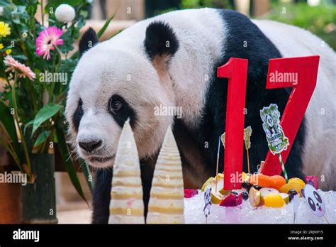 230823 Kuala Lumpur Aug 23 2023 Xinhua Giant Panda Xing